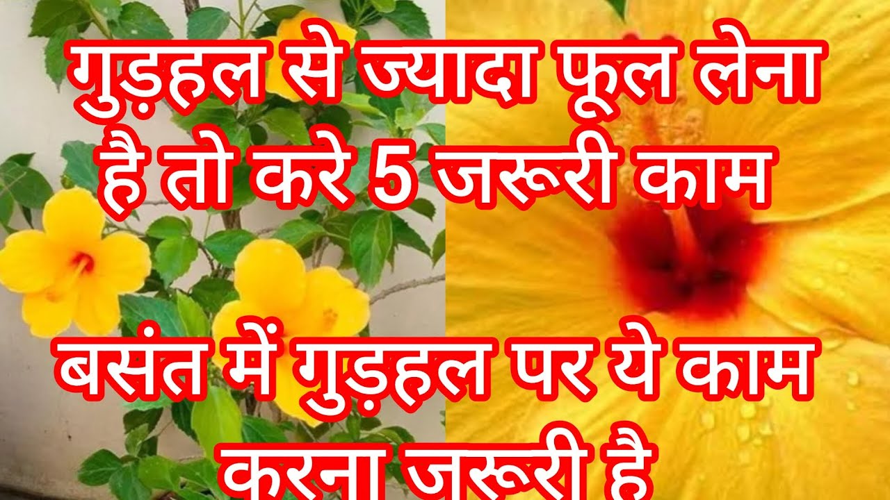 गुड़हल से ज्यादा फूल लेना है तो करे ये 5 जरूरी काम #garden plants #summer# cutting#gardening