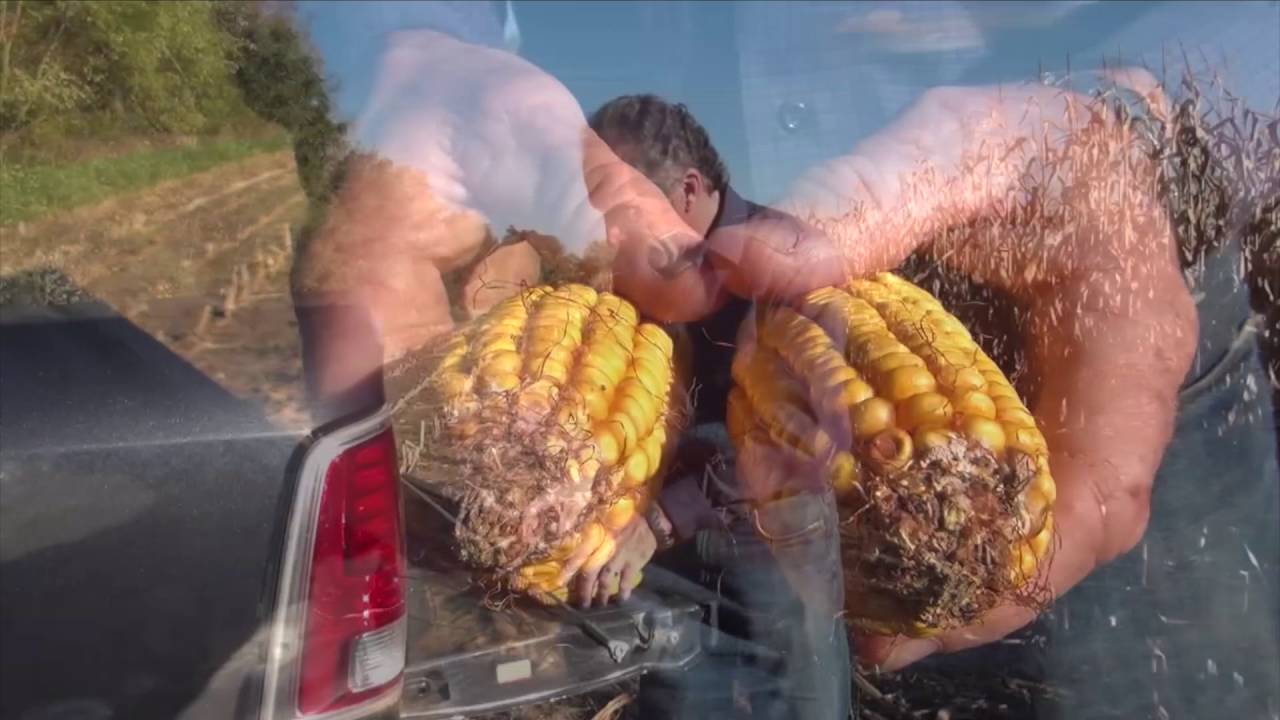 Corn School -  Vomitoxin
