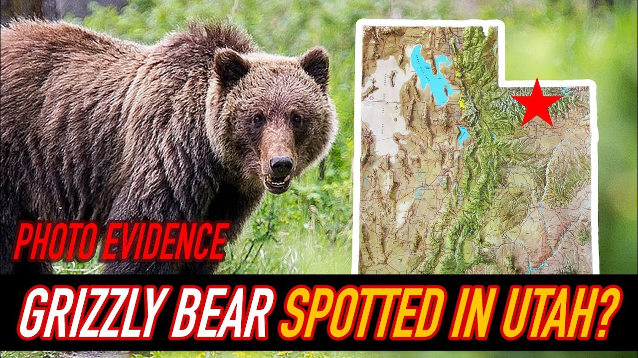 Grizzly bear spotted in Utah?