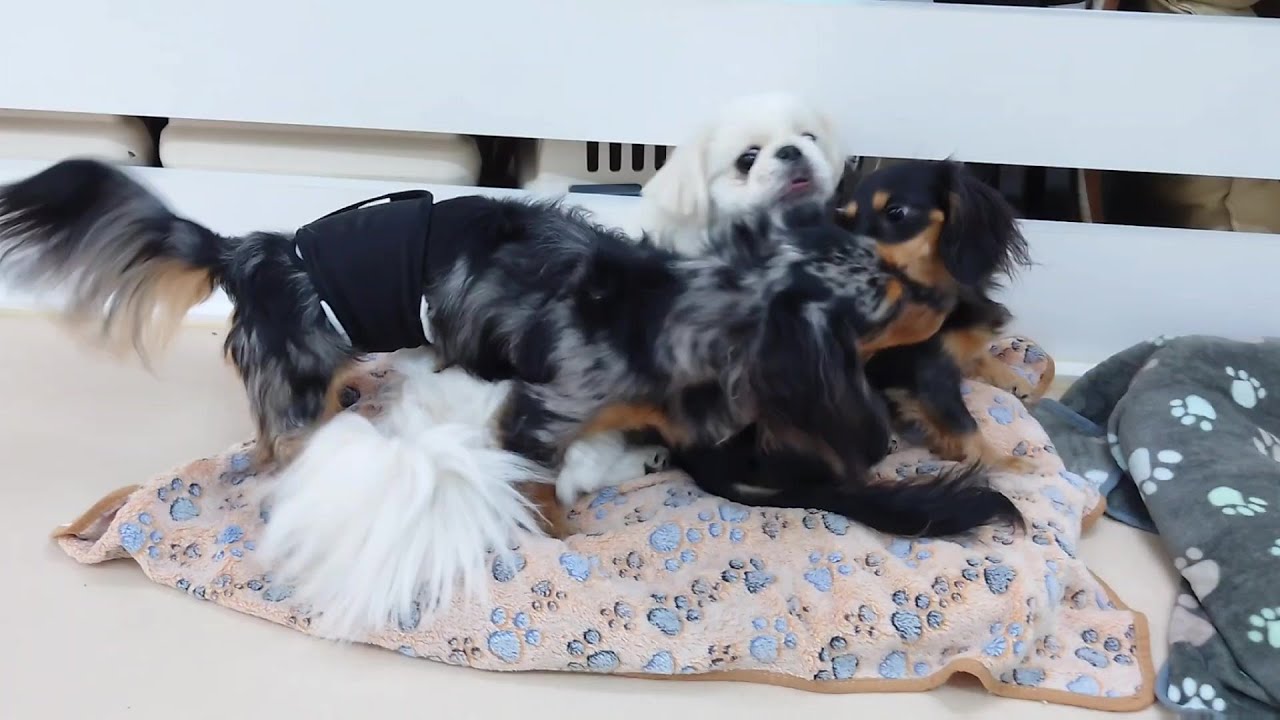 ダックスの争いに巻き込まれるペキニーズのクッパ　🐶ひみつきちなう！②🐶  2026年2月5日