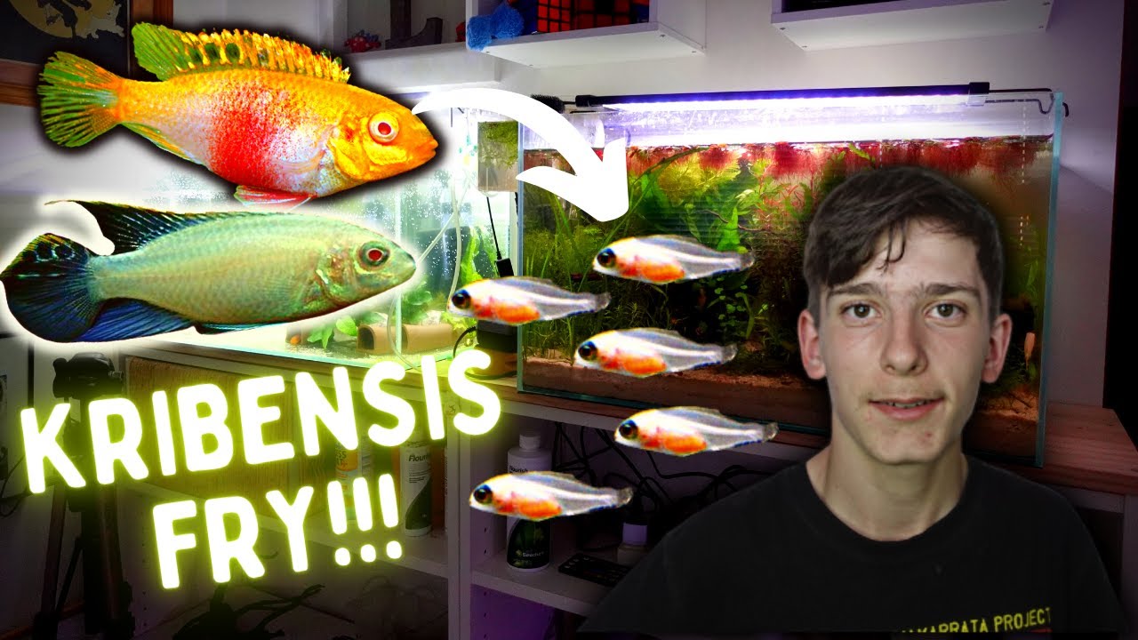 Albino Kribensis Had Babies! Fish Room Breeding Update...