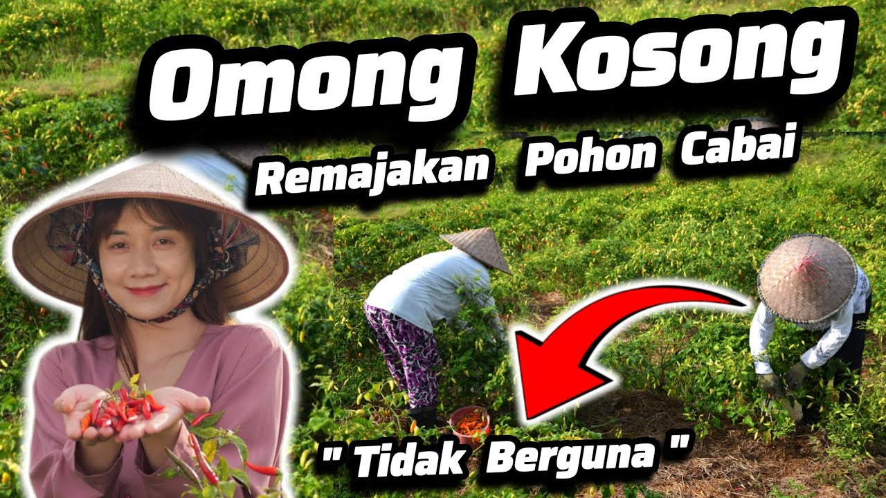 ‼️‼️Pangkas Ranting Pada Cabai Usia Tua‼️‼️Cara Meremajakan Cabai Tua Agar Berbuah Lebat Kembali‼️‼️