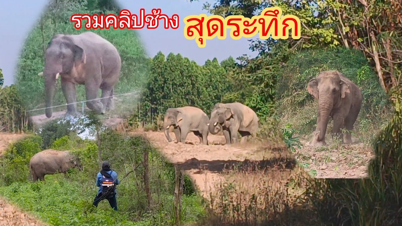 รวมคลิปสัตว์ป่า,ช้าง สุดระทึก กับเหตุการณ์ที่ตื่นเต้น ‼️15/03/69