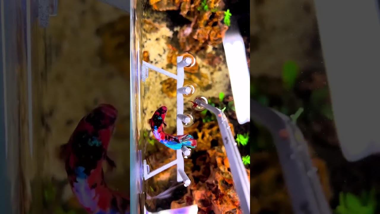 Betta Fish Pole Training Fighter Fish Aquarium Breeding