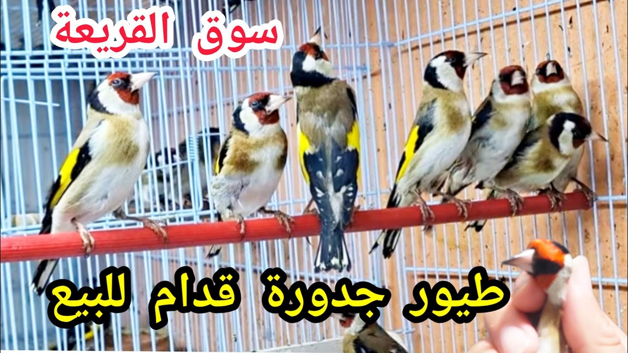 سوق القريعة🦜 8/2/2026  طيور الحسون للبيع قدام عندهم شهرين رقم هاتف 0687440613