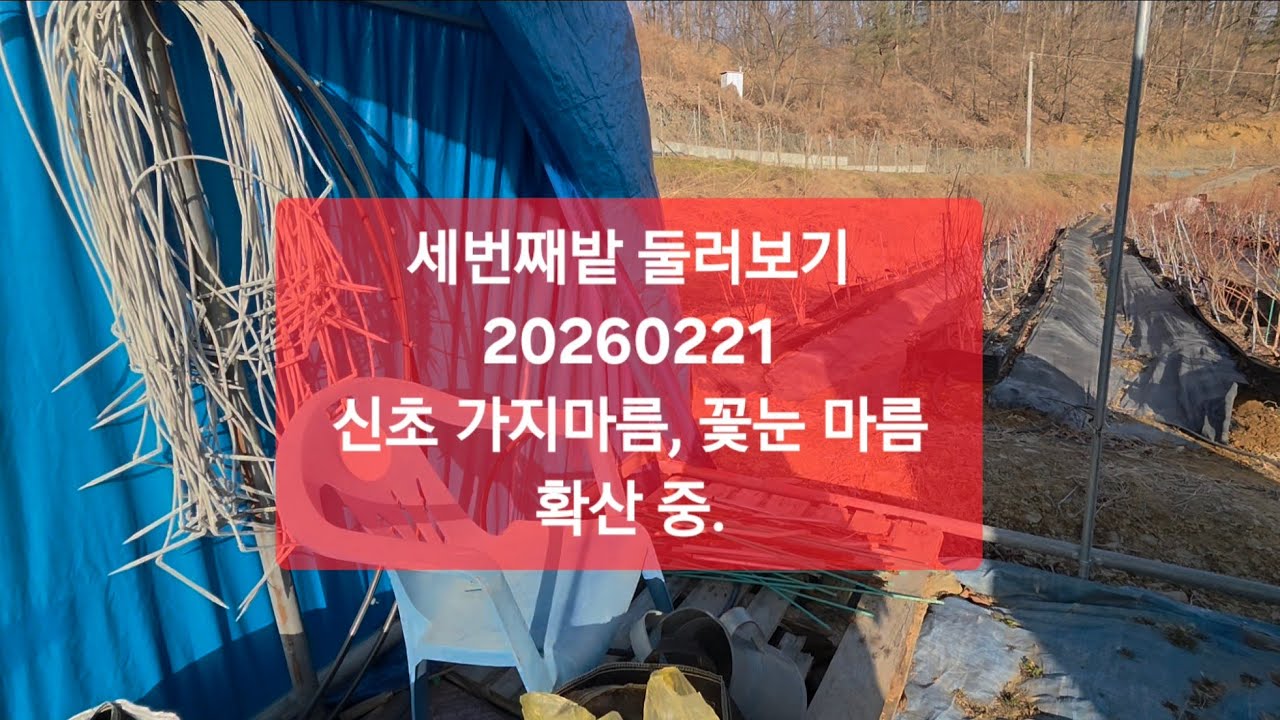세번째밭 둘러보기 20260221) 웃자란 신초 가지마름과 꽃눈 마름이 확산되고 있음. #블루베리 #blueberry #가지마름 