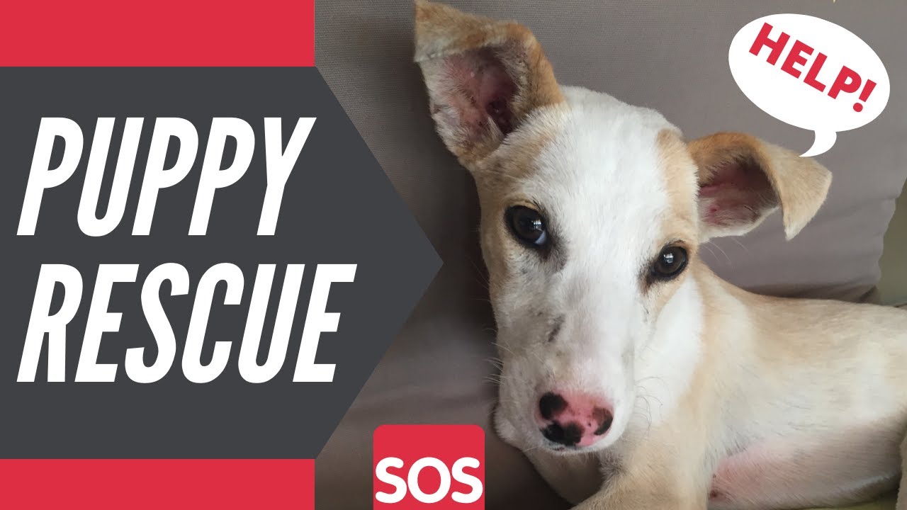 We RESCUED a PUPPY | Stray dogs of Mauritius | How can YOU HELP?