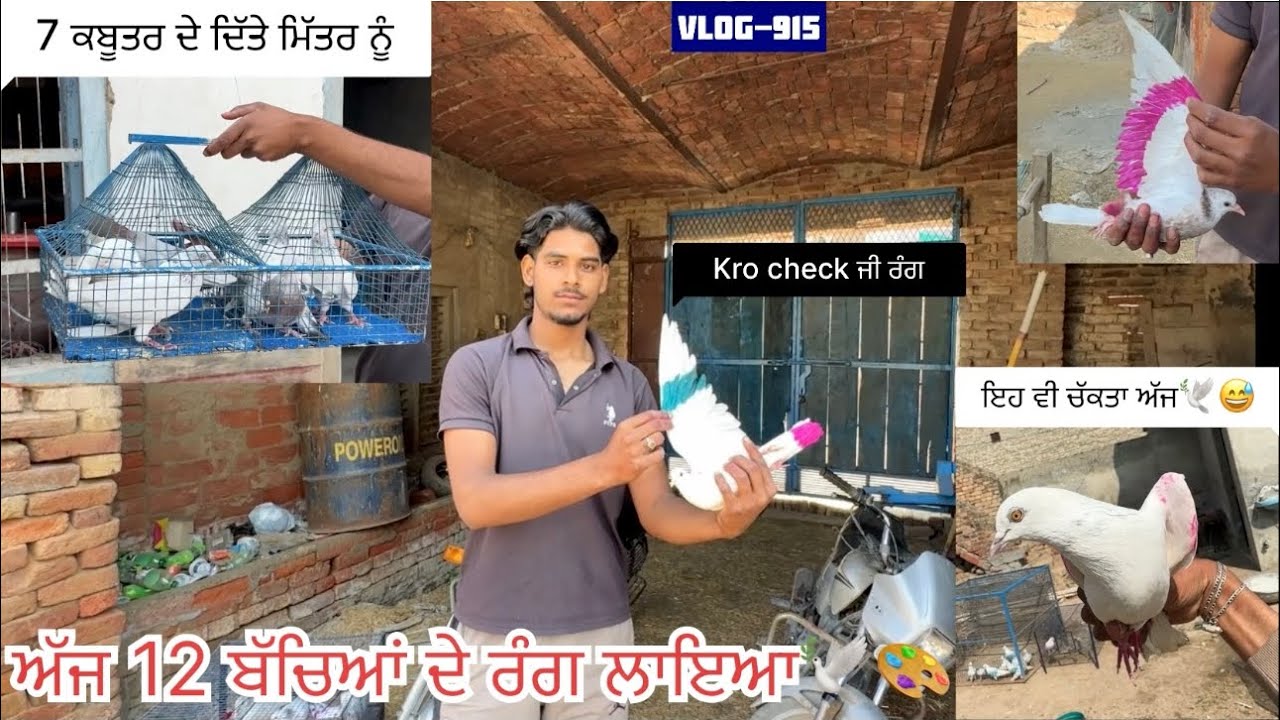 Catched new pigeon🕊️✅|| ਅੱਜ bai ਗੋਰੇ ਆਲੇ 12 ਬੱਚਿਆਂ ਦੇ colour ਲਾ ਦਿੱਤਾ|| ਦੇਖੋ ਸਾਰੀ video 