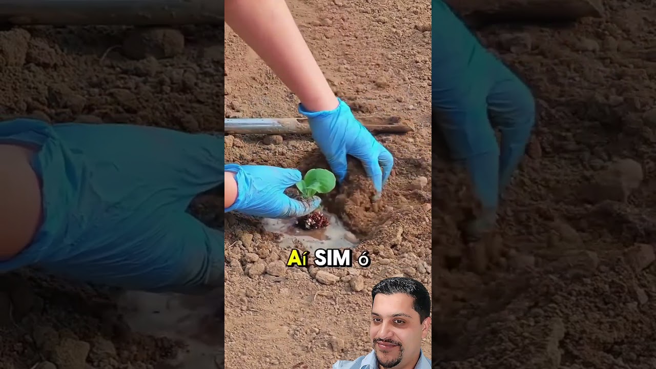 🌱✨ Segredo Revelado: Como Enraizar Suas Mudas com Sucesso! ✨🌱#MudasSaudaveis #Enraizamento