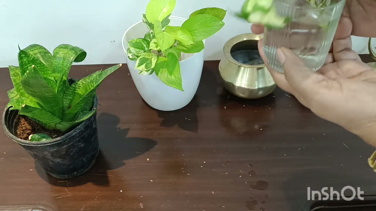 Easy to maintain indoor plants # ఇంట్లోeasy గా పెంచుకునే కొన్ని మొక్కలు