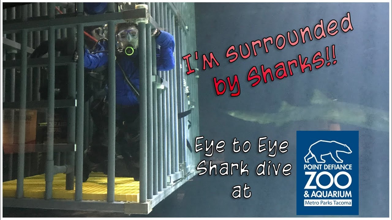 Eye to Eye Shark Dive | Point Defiance Zoo and Aquarium