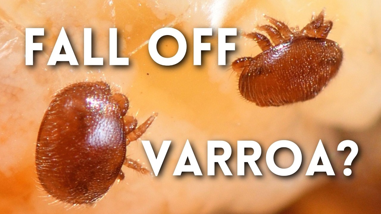 The End of Varroa Mites? 🤯 Can Bees Beat Varroa Mites Naturally?