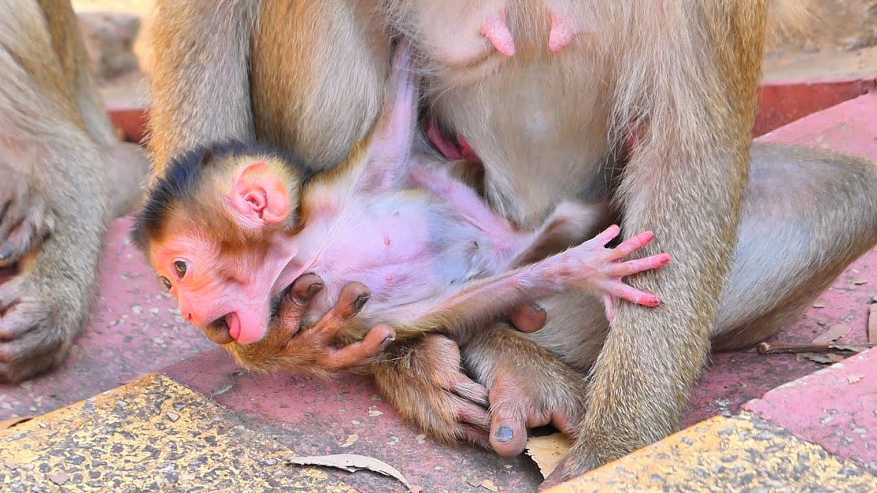 Baby MOKATE Prefers Hugs and Sweet Milk Over Walking 🐒💛 | A Heartwarming Moment