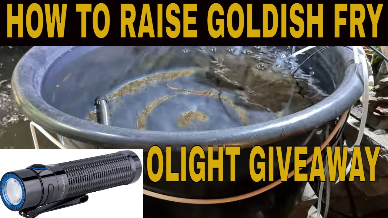 Breeding Goldfish And Koi Part 2 They've Hatched. Olight giveaway.