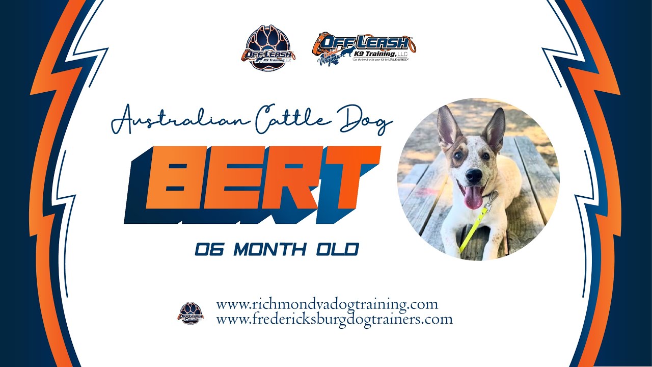 Bert | 6 month old Australian Cattle Dog | Best Dog Trainers of VA