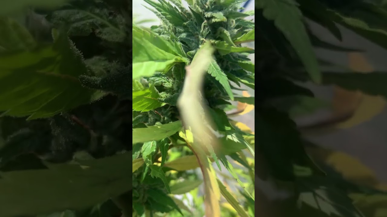 Blue Diesel in budding , 3-4 more weeks till she&rsquo;s done ✅ #nature #organic #plants #grow #gardening