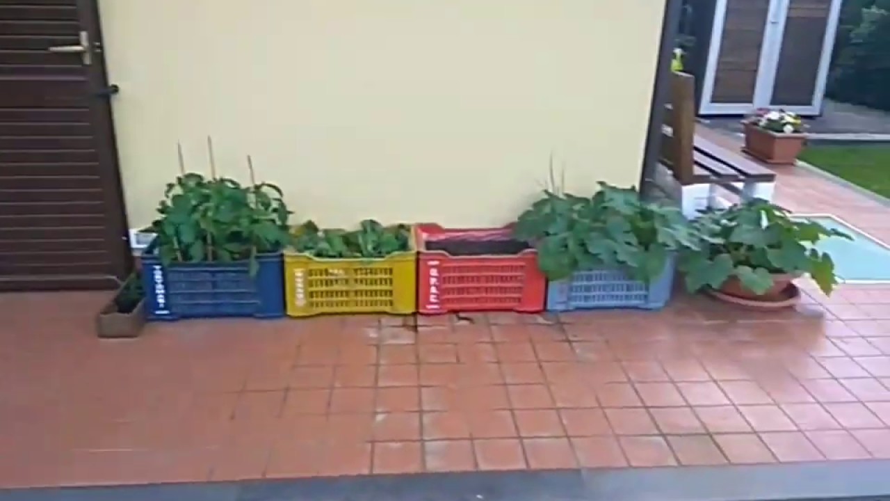 Orto in cassetta parte 2 fioritura melanzane e zucchine