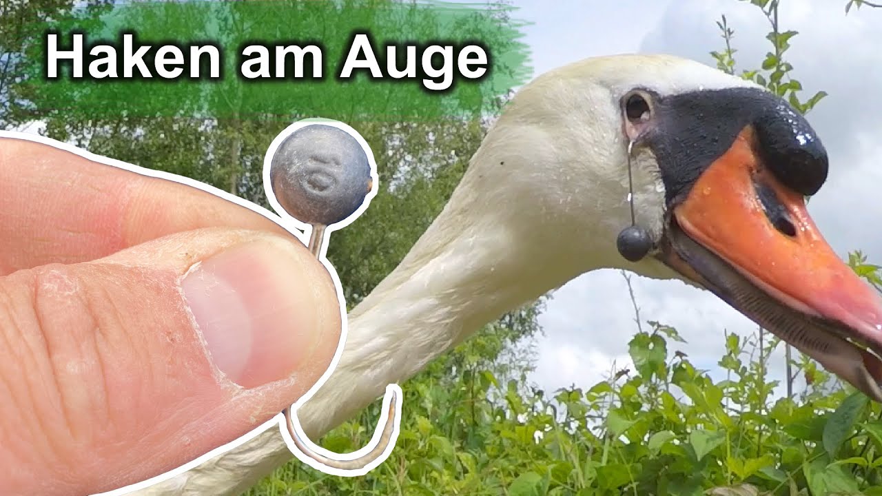 Angelhaken am Auge - Tiernotruf #331