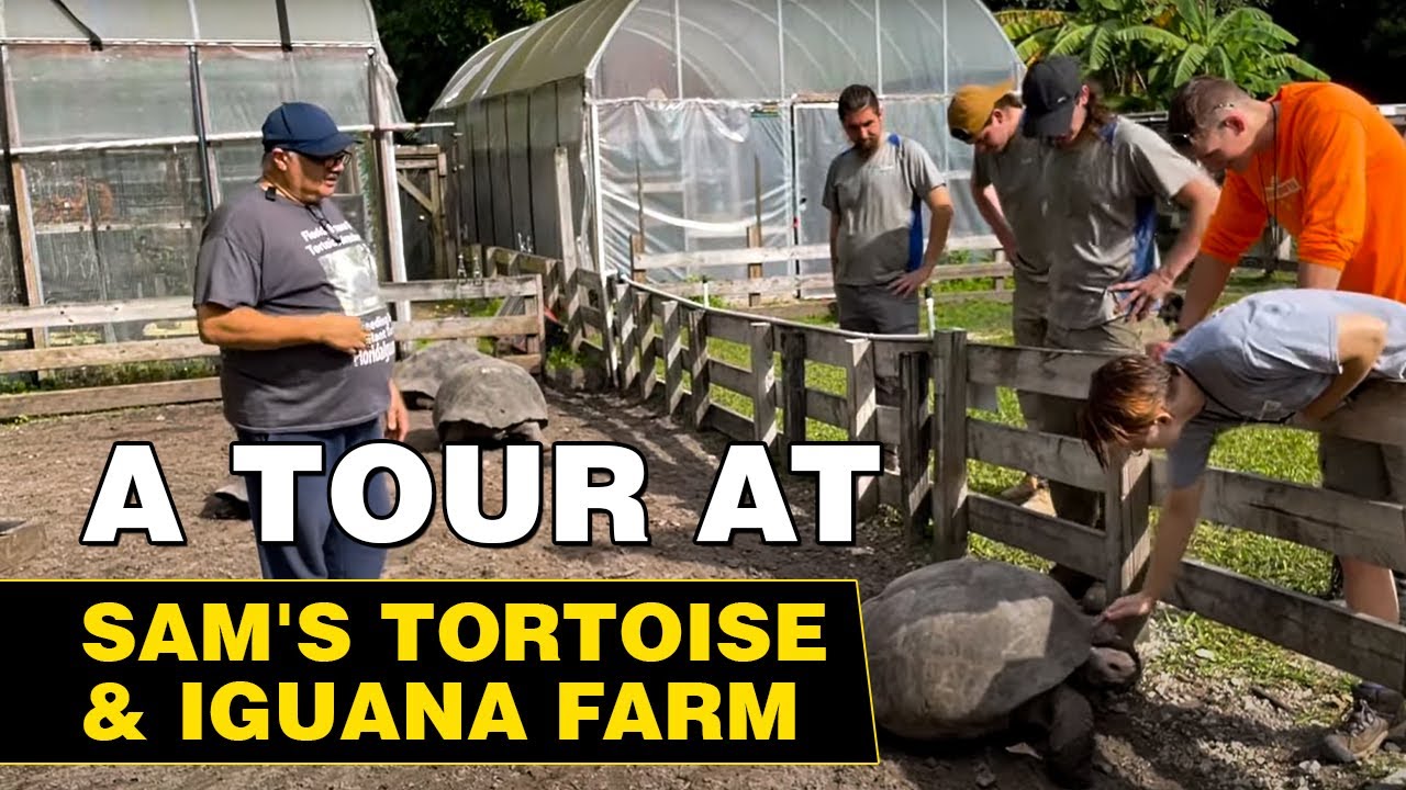 A tour of a  Giant tortoise and Iguana Farm in South Florida￼