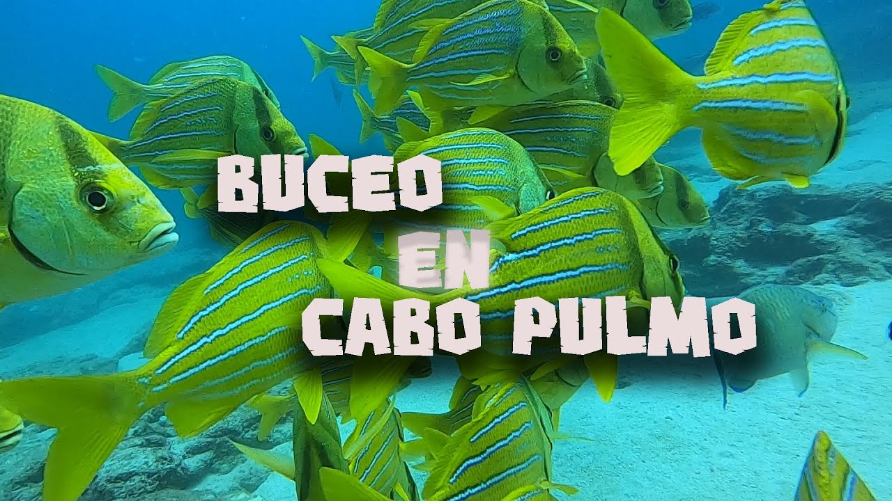 buceo  en cabo pulmo