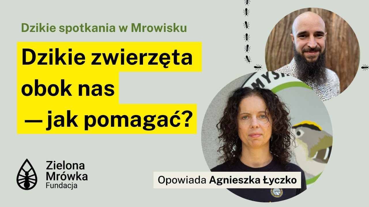 O pomaganiu dzikim zwierzętom z perspektywy Ośrodka Rehabilitacji - Mysikrólik