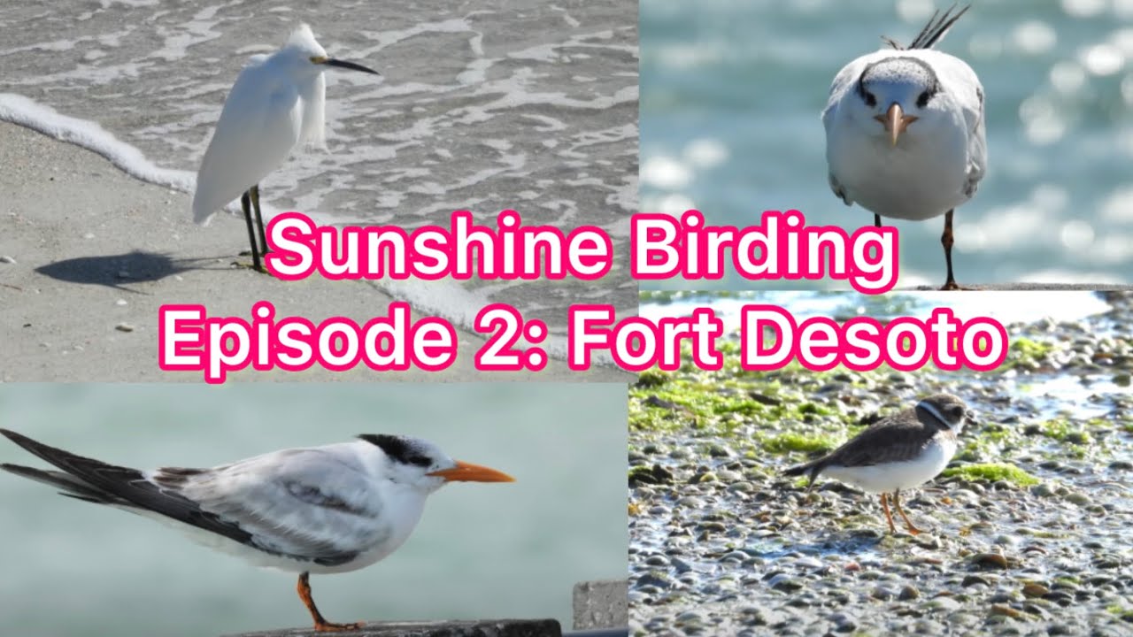 Sunshine Birding: Episode 2 Birding Shorebirds at Fort DeSoto in Florida
