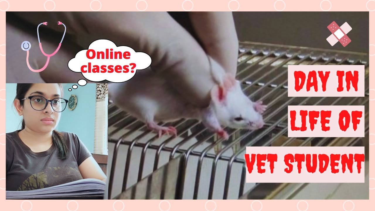 Day in life of a Vet Student || Quarantine Edition, online class vlog and study vlog.