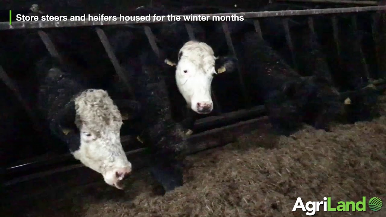Teagasc Green Acres calf-to-beef farmer: Irvine Allen