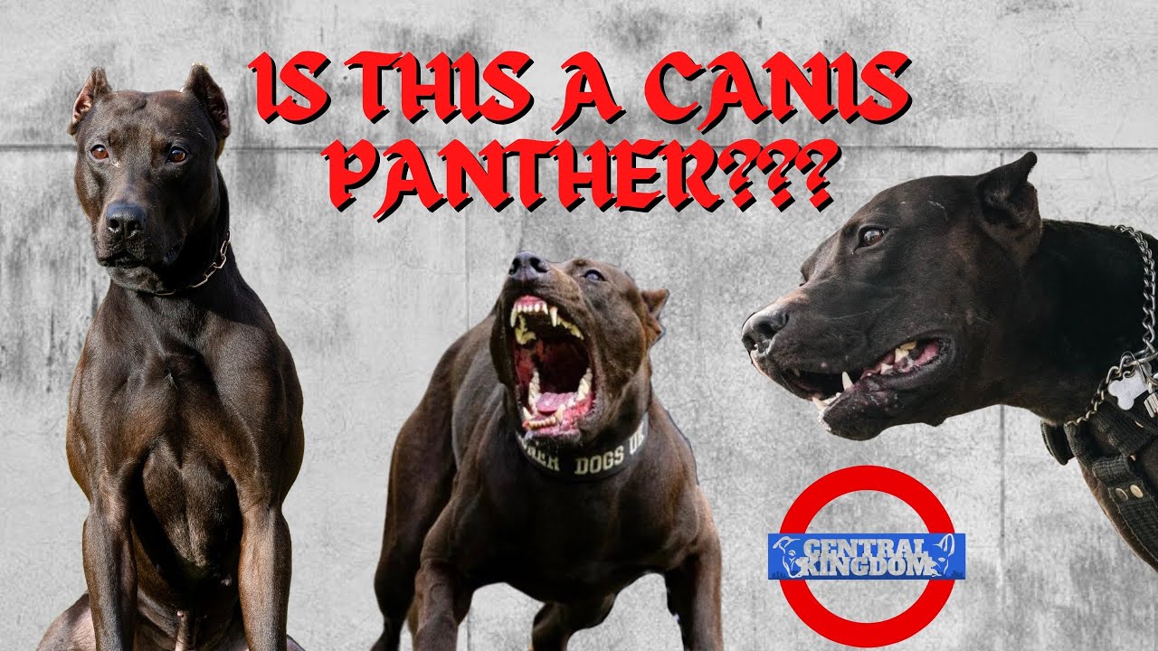 The UK’s First Canis Panther 😳