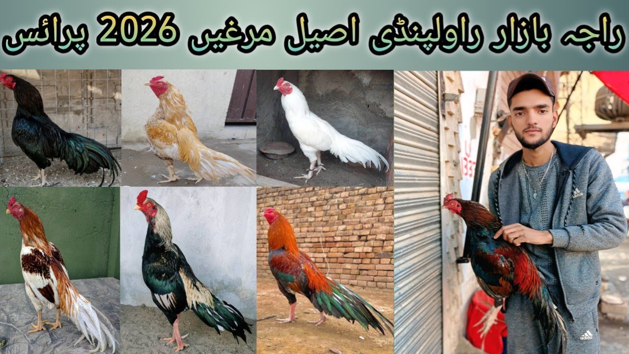 Raja bazar Rawalpindi aysal hen 2026 price