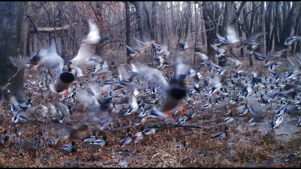 10,000 MALLARDS IN FLOODED TIMBER HUNGRY EAGLES, GIANT BUCK, WATERFOWL, WILDLIFE, BROWNING TRAIL CAM