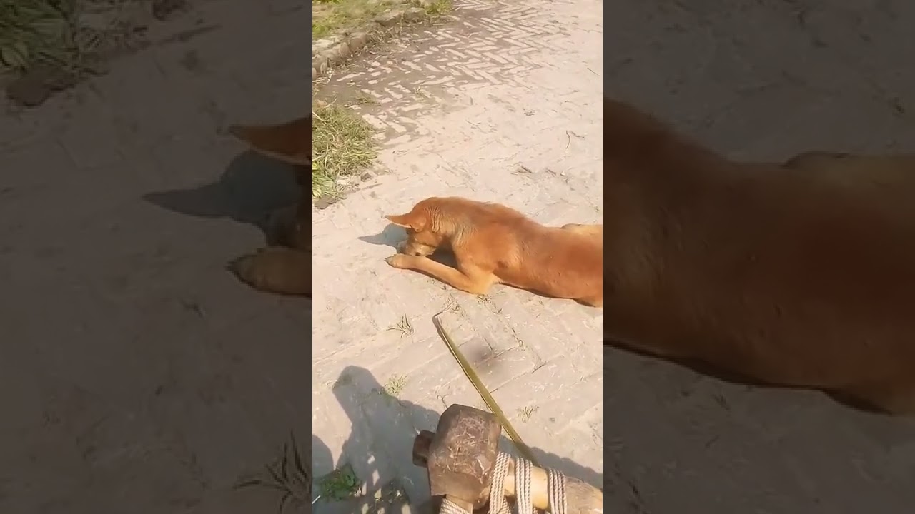 may dogs eitang mornings