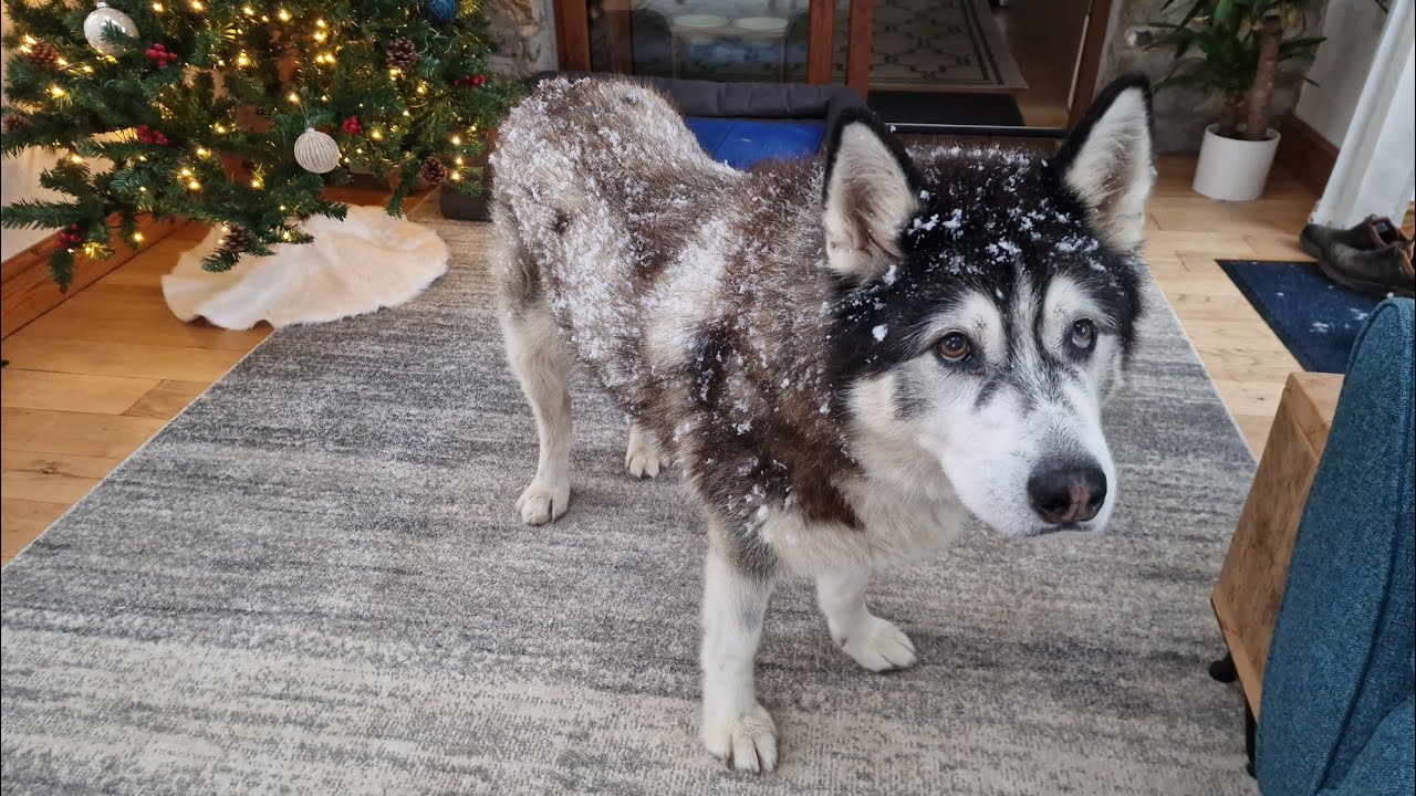 Old Husky Is Covered In Snow When We Wake Up To An Unexpected Snow Day!
