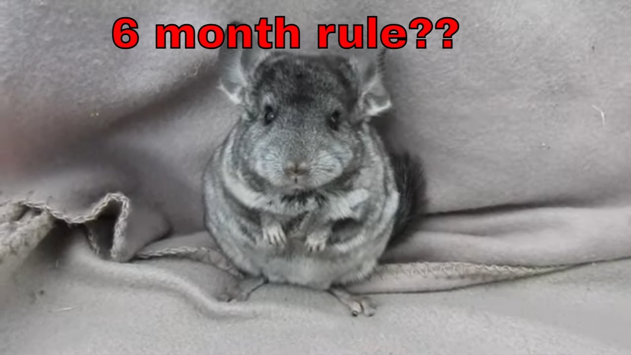 6 month rule with chinchillas