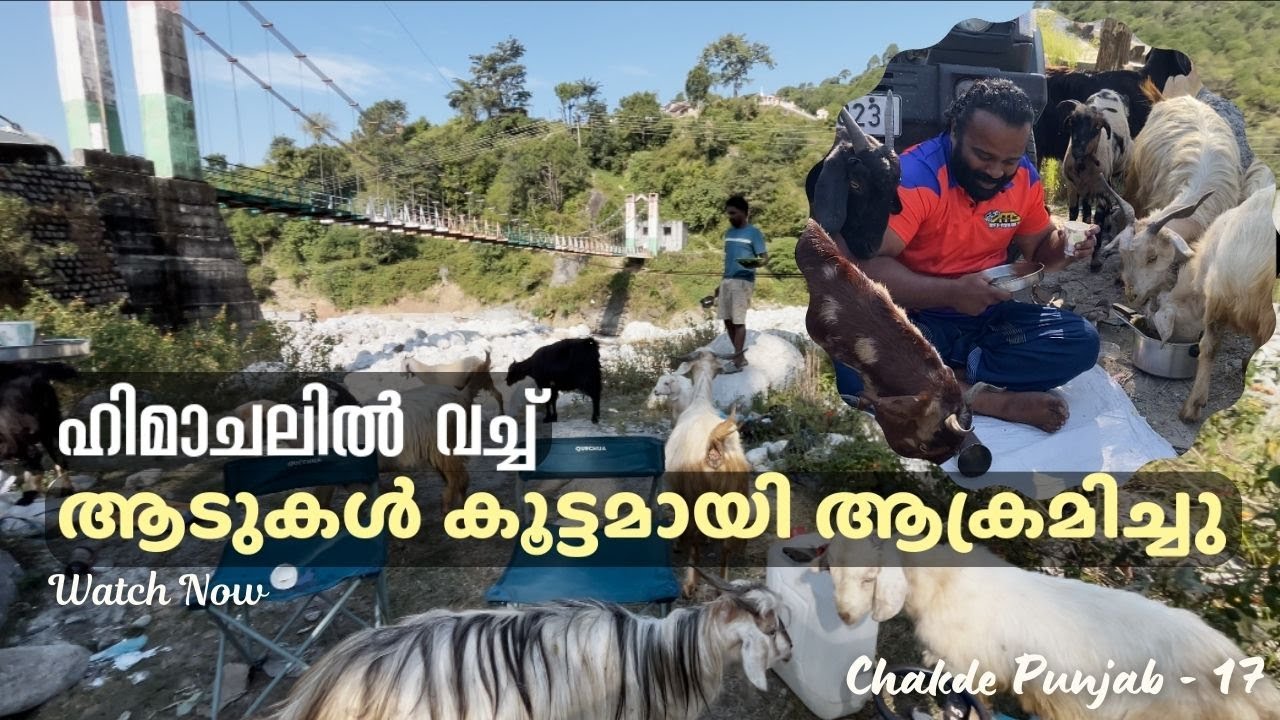 17_ആടുകൾ ഞങ്ങളെ ആക്രമിച്ചു നല്ല പണിയാണ് കിട്ടിയത്.Paalampur,Himachal Pradesh. #roadtrip #indiatravel
