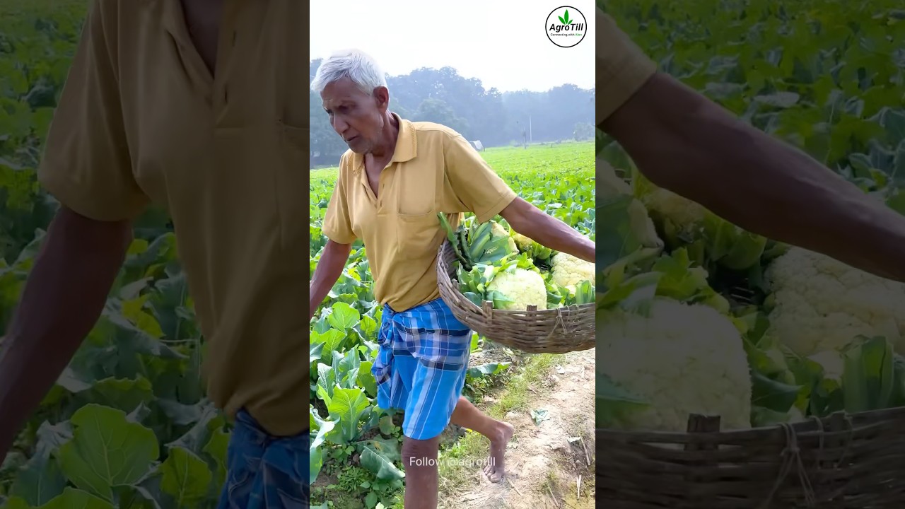West Bengal 🚨 Farmers Struggle 🥬