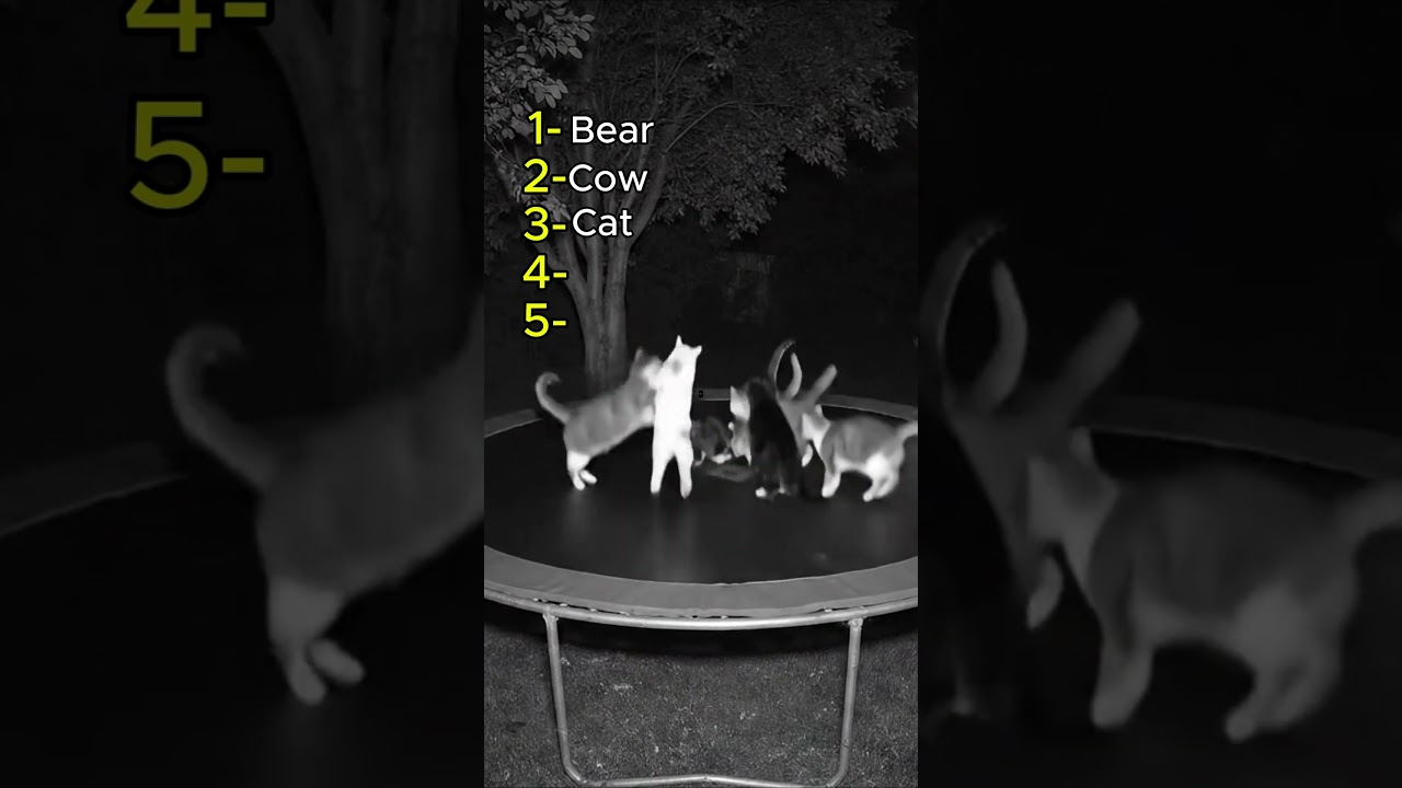 TOP 5 BEST ANIMAL FAILS CAPTURE IN CAMERAS 🤣 #animals #animalfables  #laughchallenge #hilariousfails