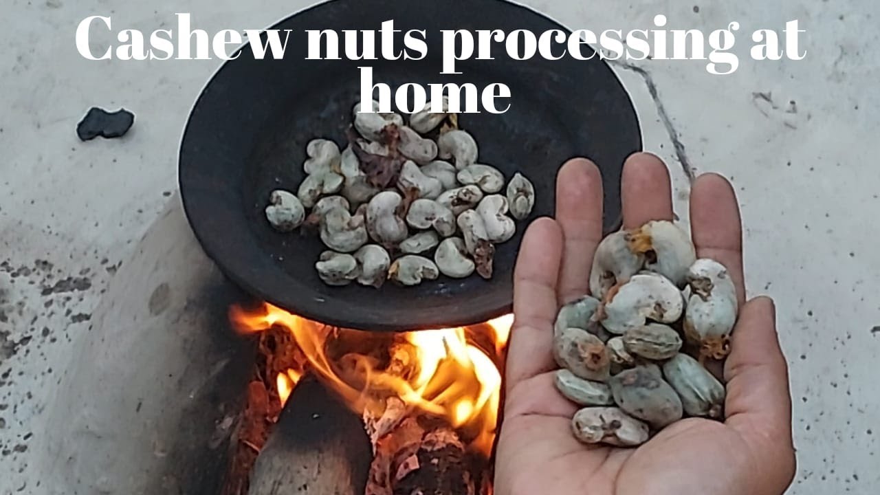 Cashew nut processing at home#kaju#vedio#viral#viralvedio#spvlogs22#viral#viralvedio
