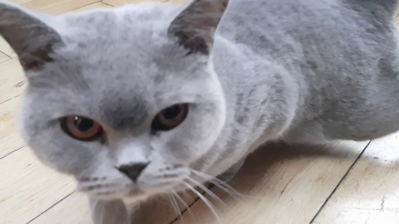 Female Cat Calling - British Shorthair Cat
