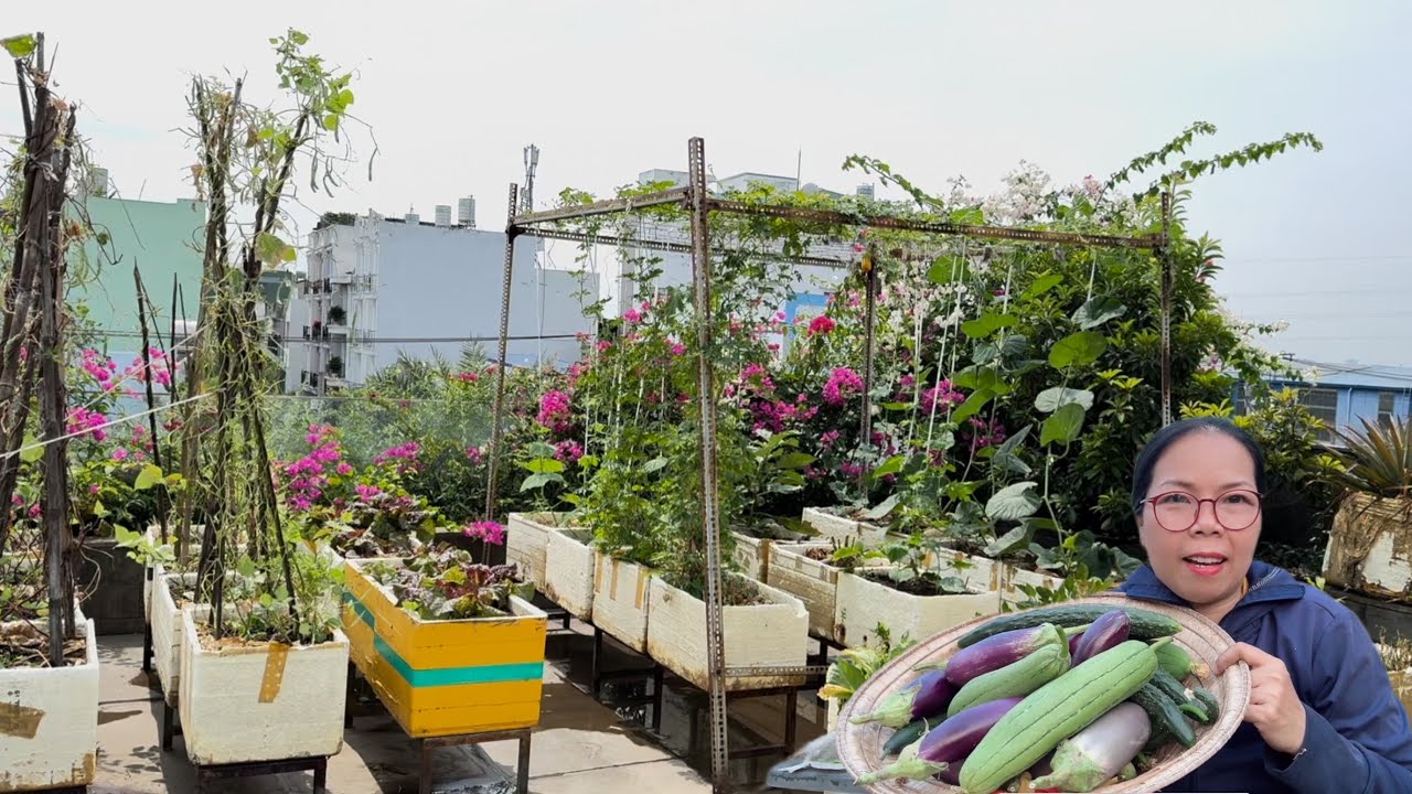 Thu hoạch mướp.cà tím,dưa Nhật và dọn vườn,trồng cà chua 