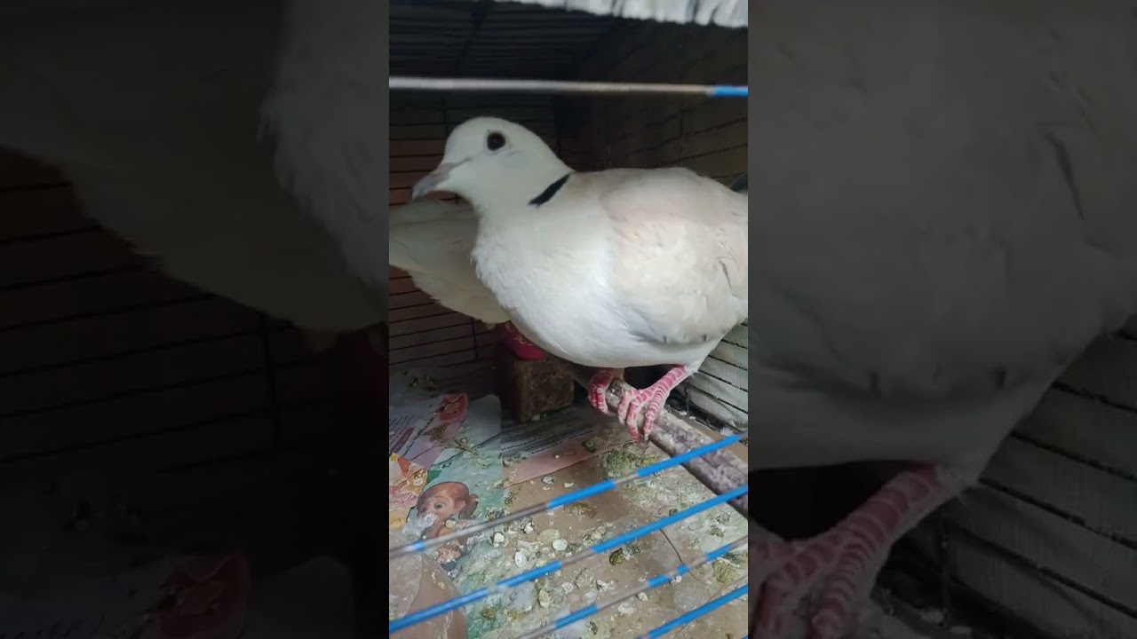 ١٣ فبراير ٢٠٢٦
