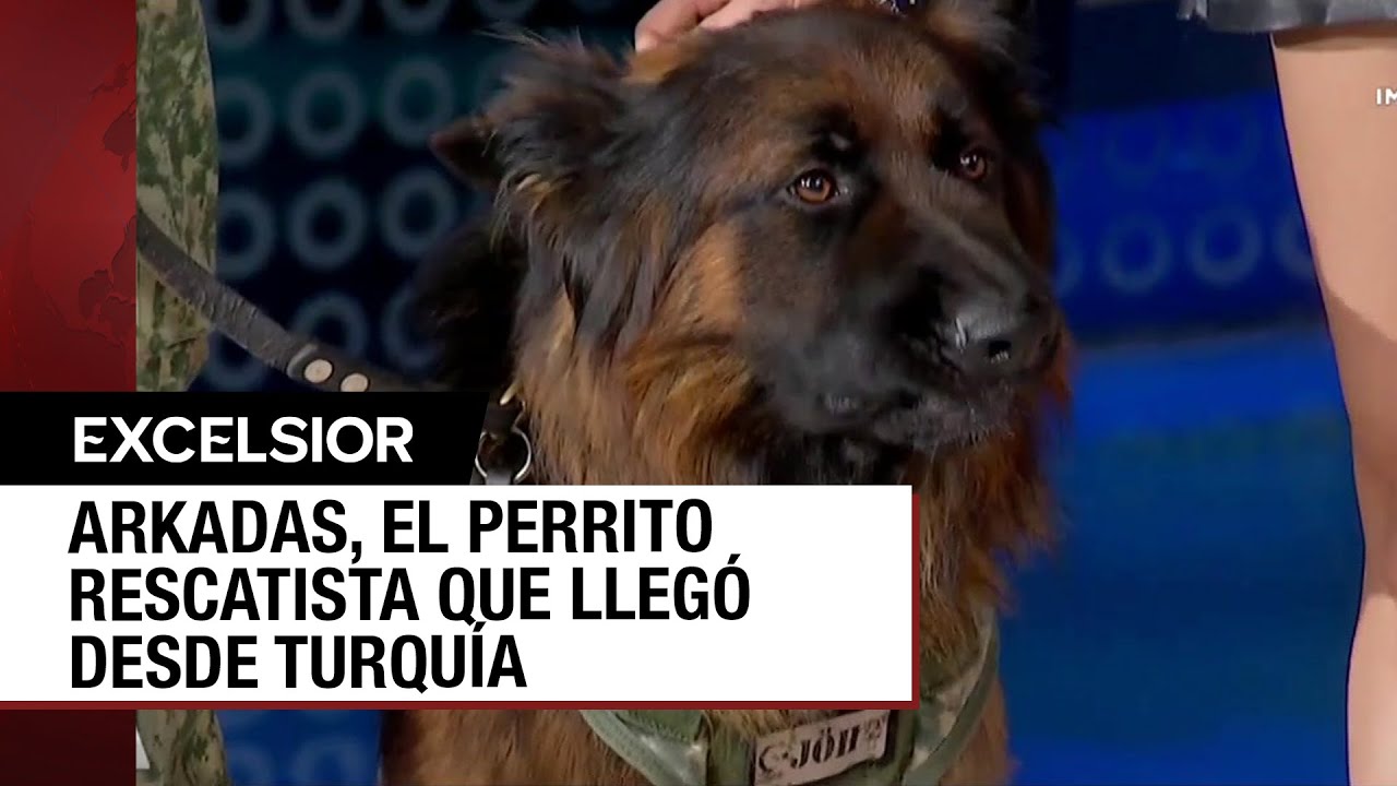 Arkadas, el perro de la Sedena que se roba corazones