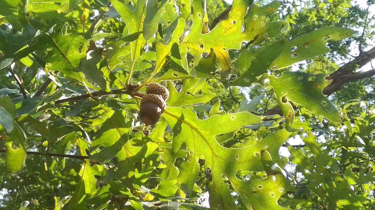 White Oak bark, acorns and foliage