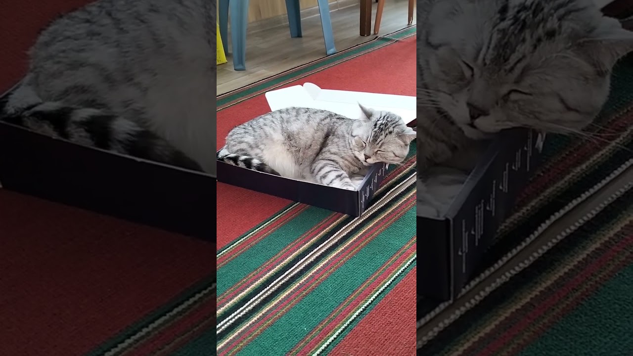 Алкоголь не помогает найти ответ #cat #веселыекоты #кот #прикольныекоты #юмор #видосыоткота #смех