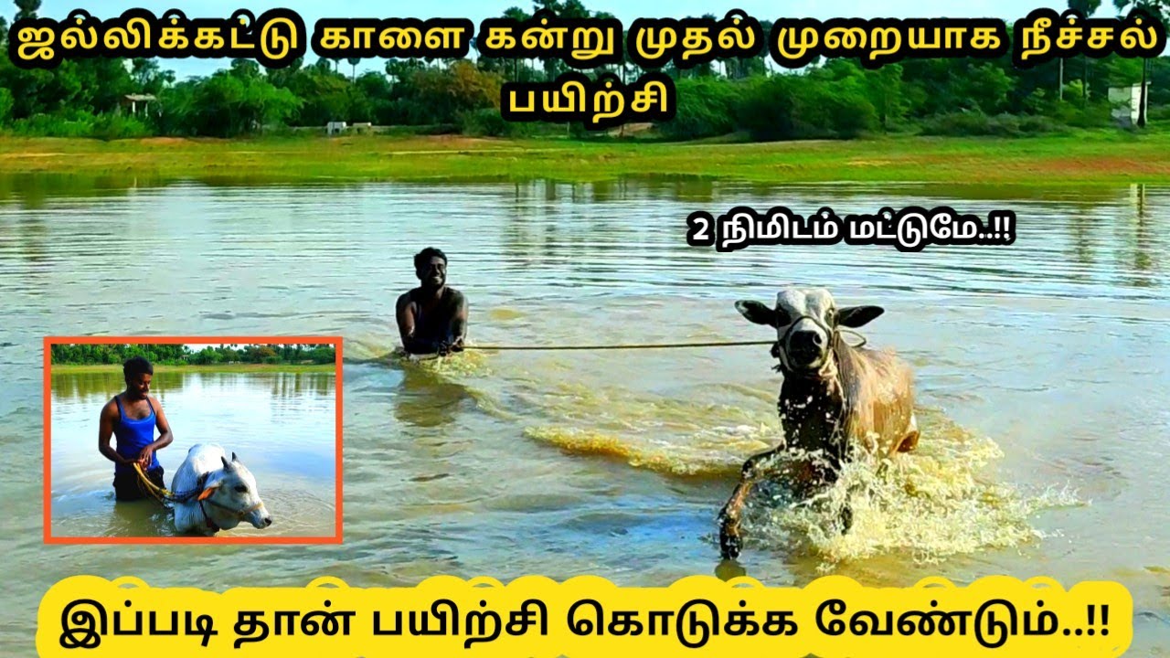 JALLIKATTU KAALAI KANDRU TRAINING || JALLIKATTU TRAINING || KAALAI KANDRU