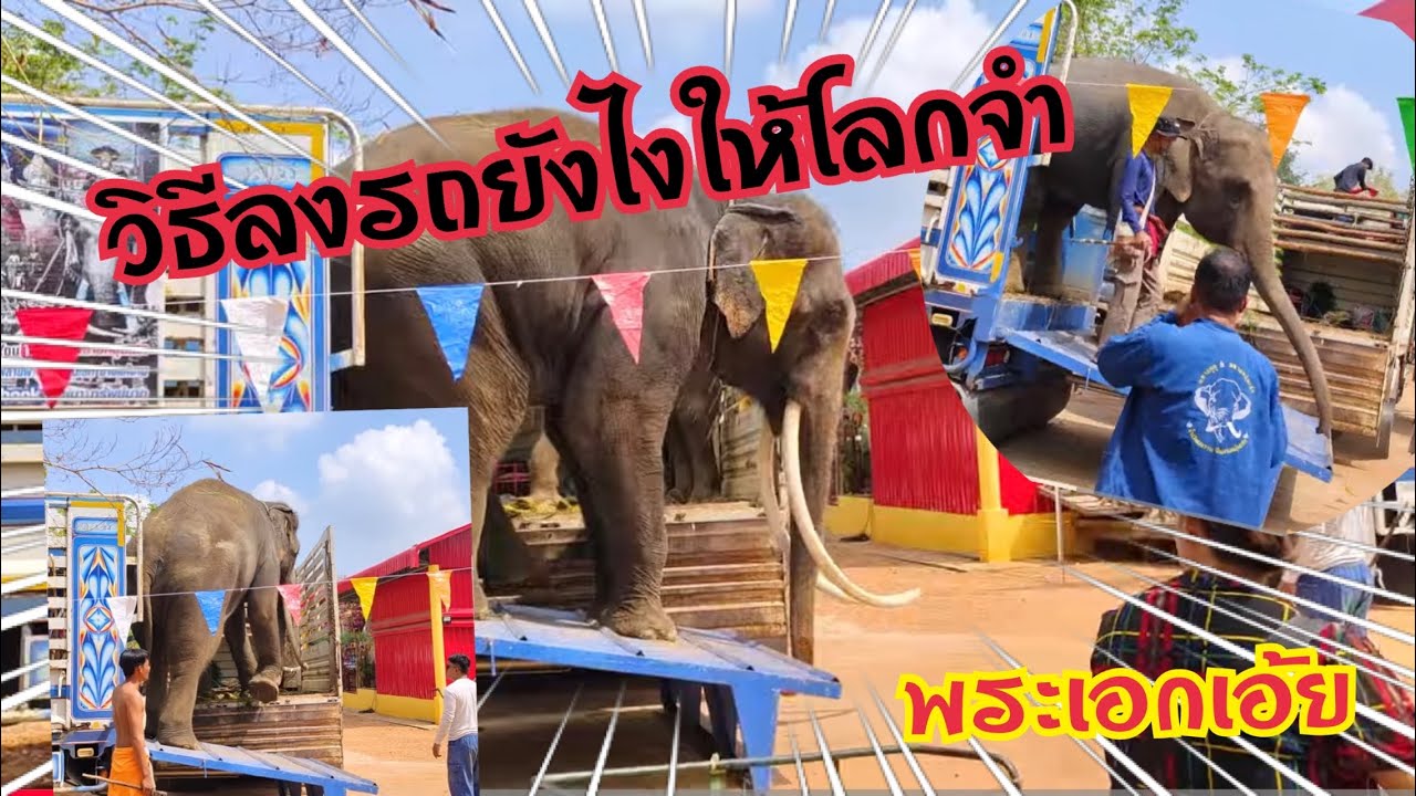 ลงรถยังไงให้ลุ้นตลอด💢ช้างงายาวลงรถ💢กับช้างงาน้อย