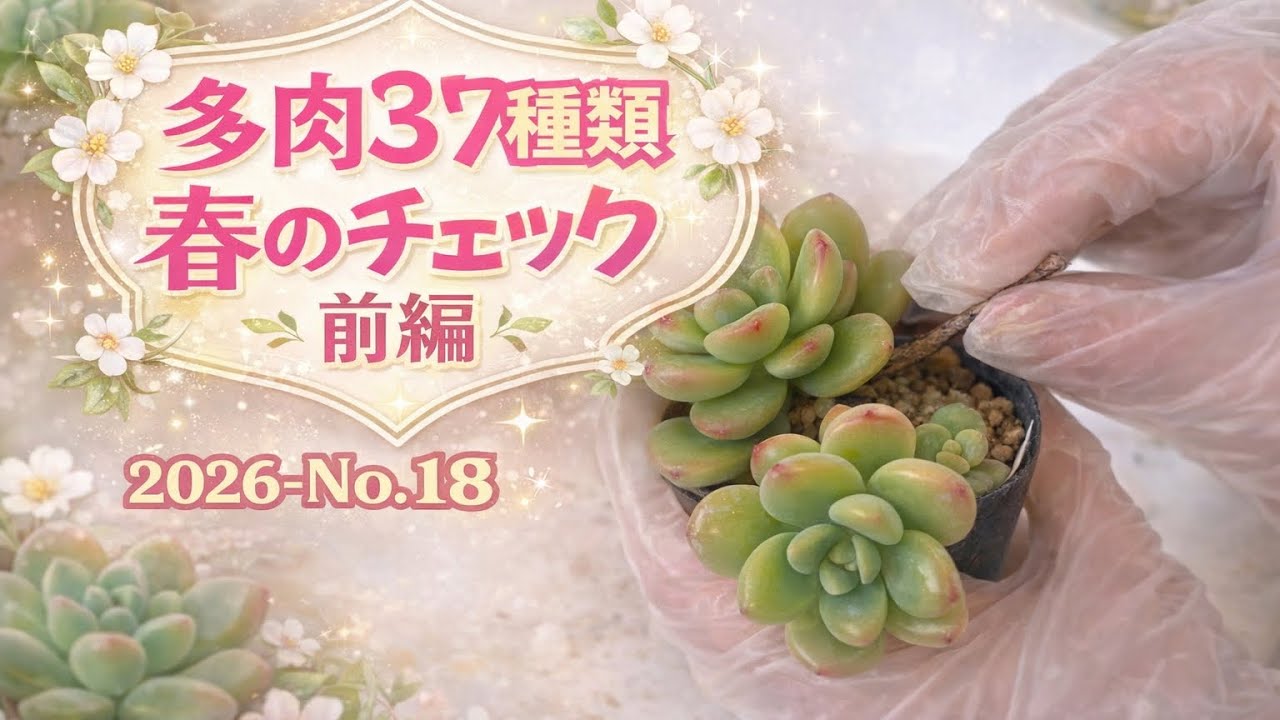 【多肉植物】多肉37種類チェック❣️