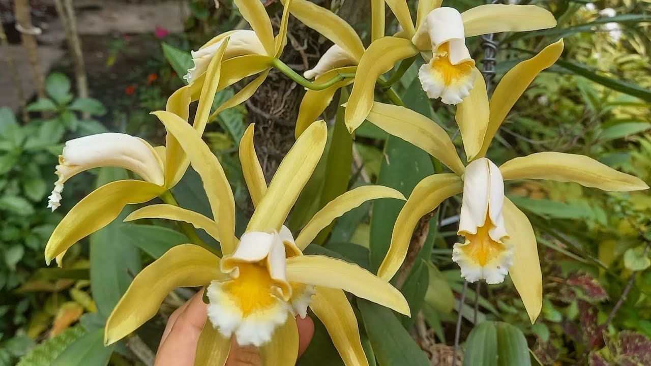 COMO CULTIVAR ORQUÍDEAS BIFOLIADAS - CATTLEYA FORBESII + RESULTADOS DE REPLANTE 