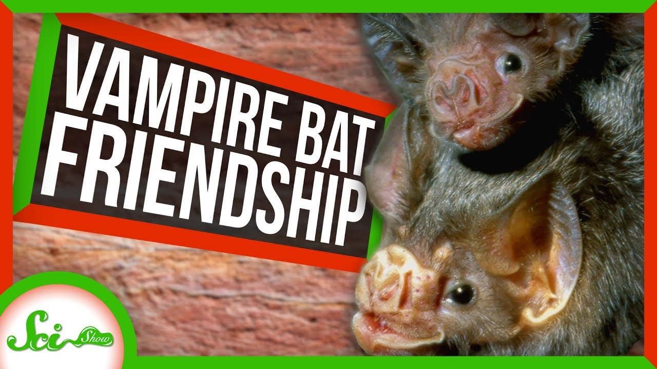 New Cancer Drug Results and Vampire Bat Friendships