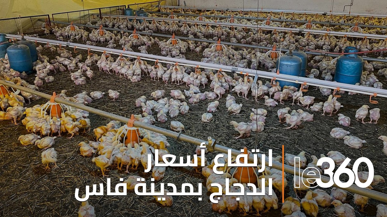 17 درهما للكيلوغرام.. أسعار الدجاج تحلق مع بداية رمضان بعد استقرار طويل ومهنيون يوضحون الأسباب